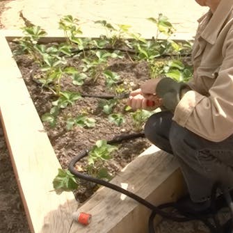 mansikka pihalla mansikka pihalla